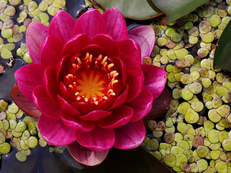 A miniature red waterlily is surrounded by lily pads and duckweed.