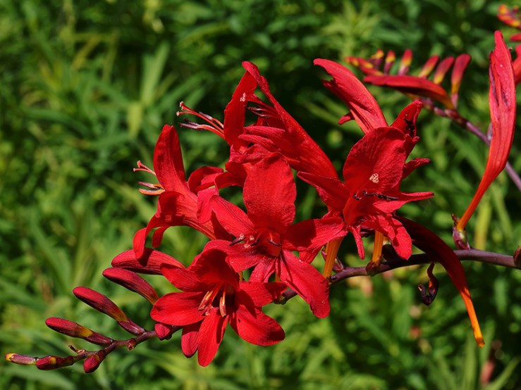 Brilliant red montbretia (Crocosmia) flowers.