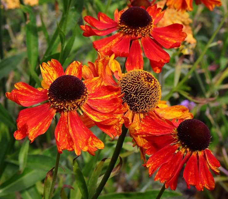 Heleniums (sneezeweed) create a blaze of red and orange.