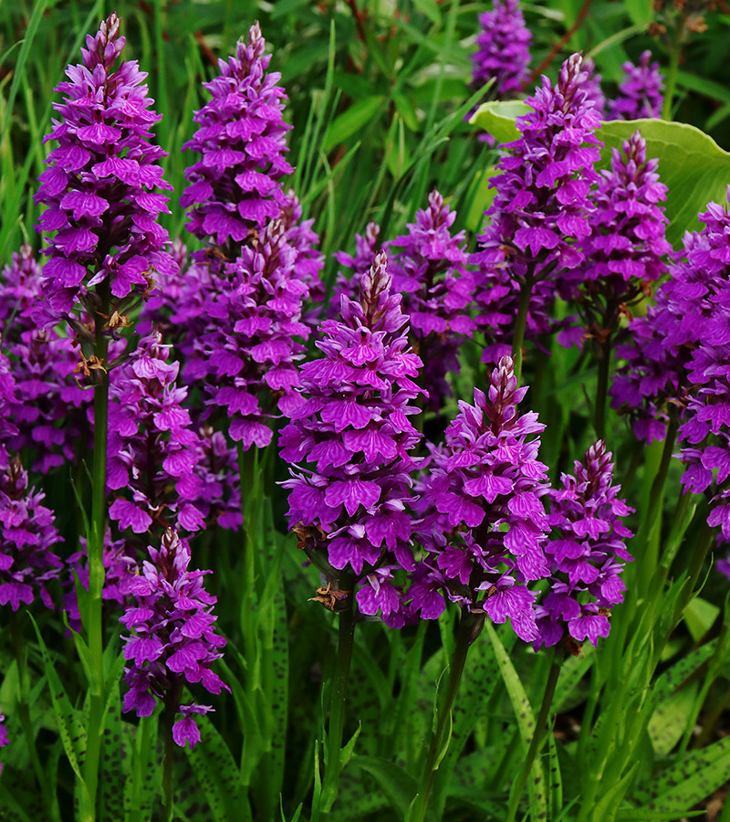 A purple orchid with dark spots on its leaves