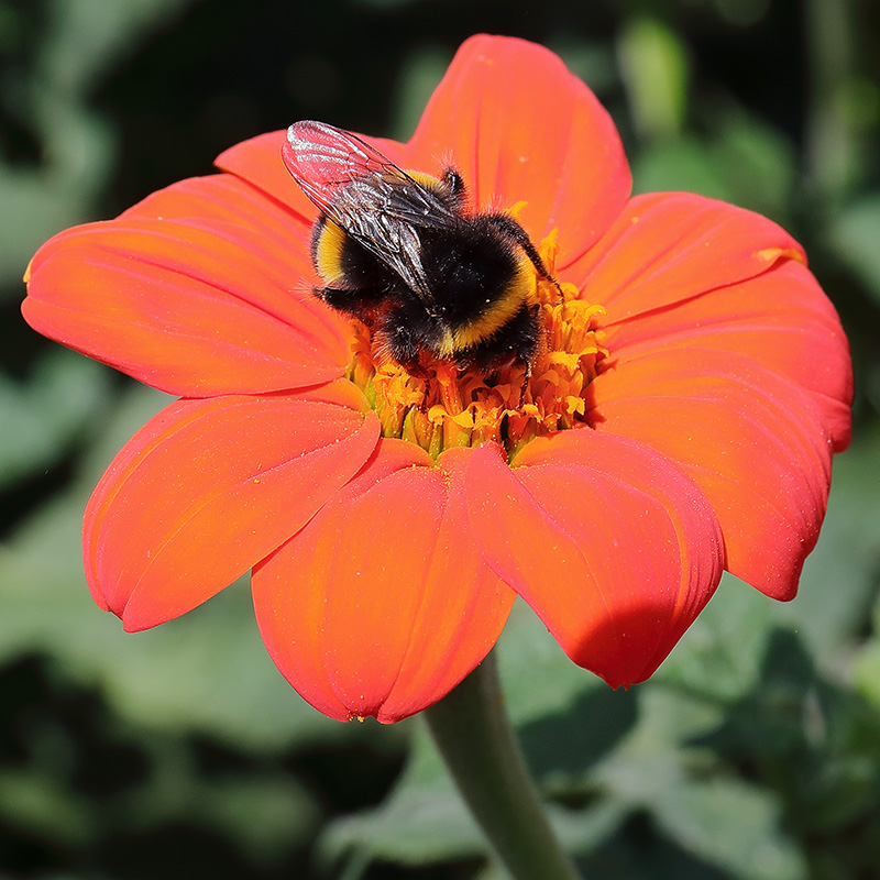 A bumblebee on a Mexican sunflower (Tithonia rotundiflora 'Torch').