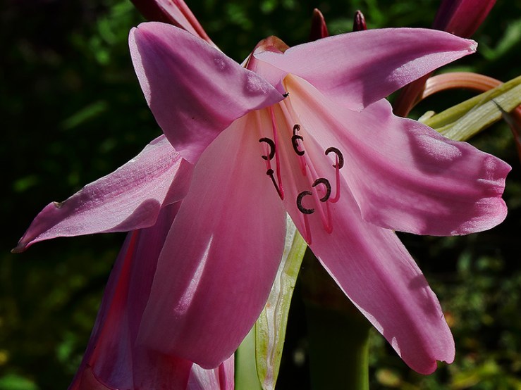 A pink swamp lily (Crinum x powellii) flower