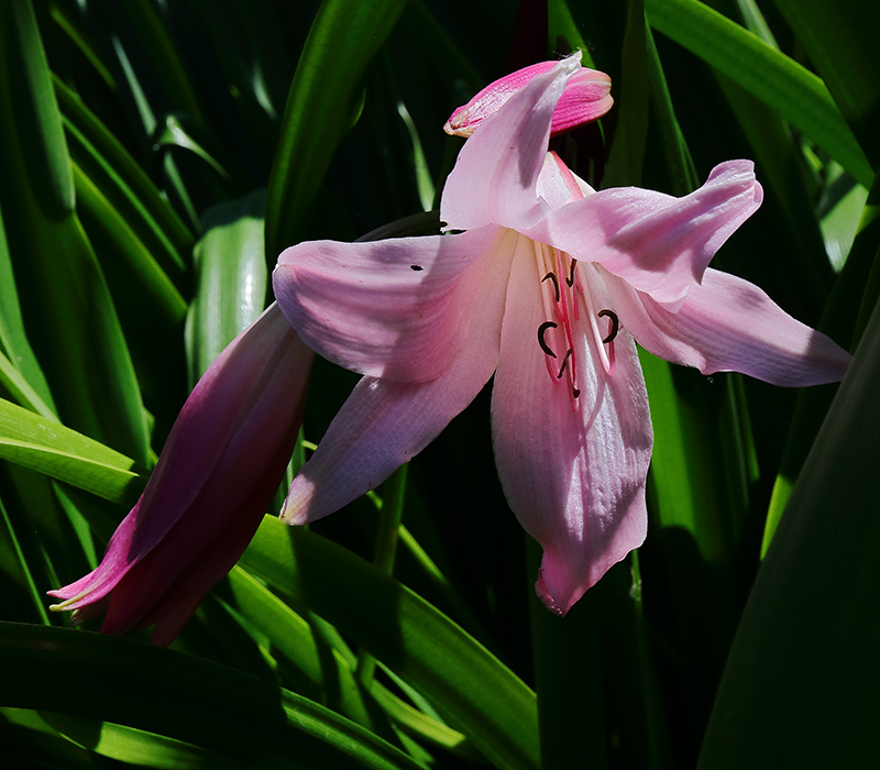 A pink flower and bud of Crinum powellii (Swamp lily)