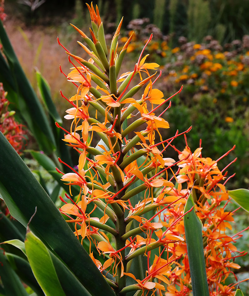 A flower spike of Hedychium 'Tara' (ginger lily)