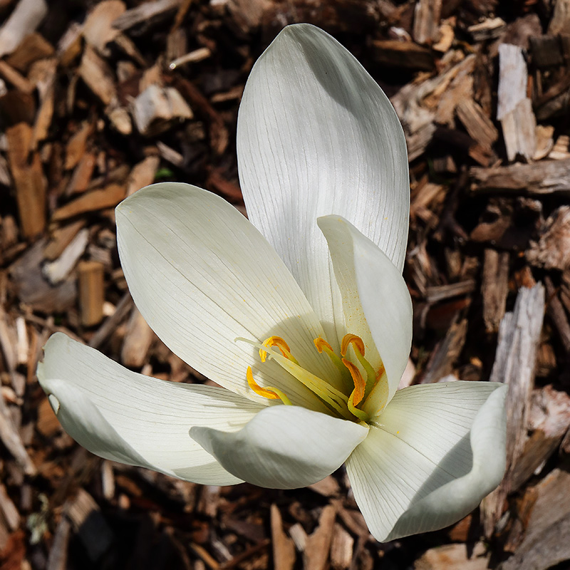 A white autumn crocus (Colchicum)