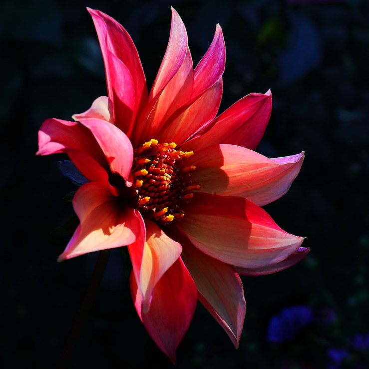 A dahlia flower glowing in evening light.