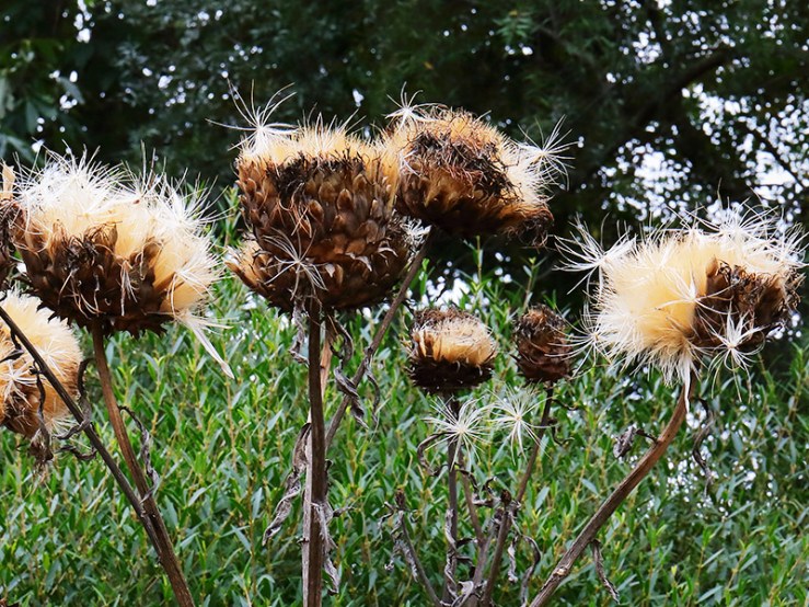 cardoon seed heads