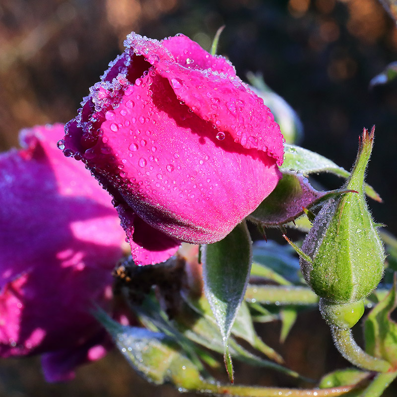 A frosted rose