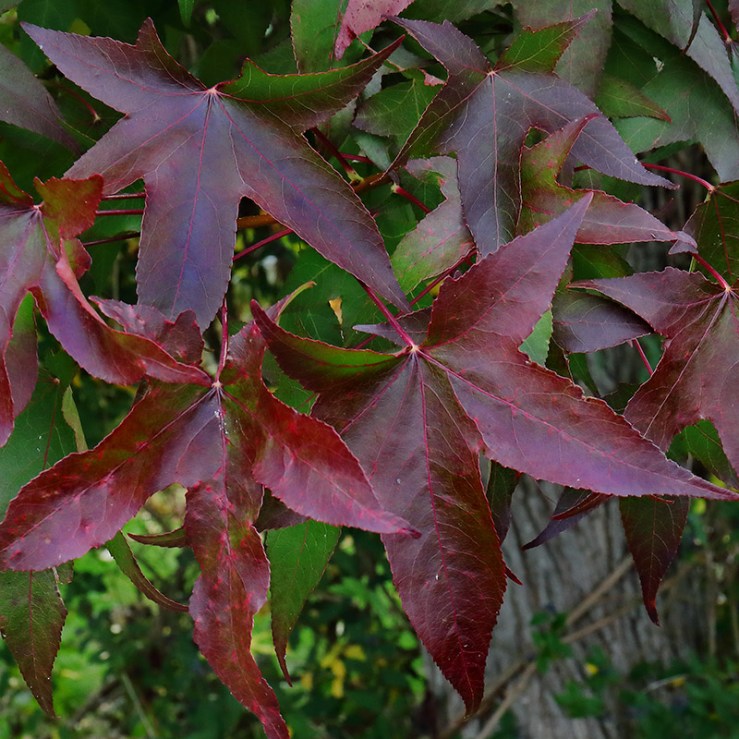 Liquidambar leaves in autumn