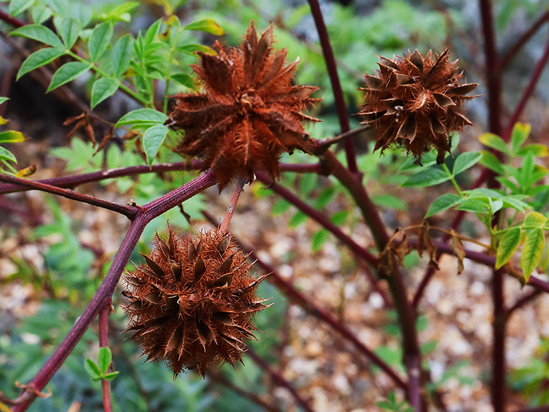 Glycyrrhiza (liquorice) seed heads