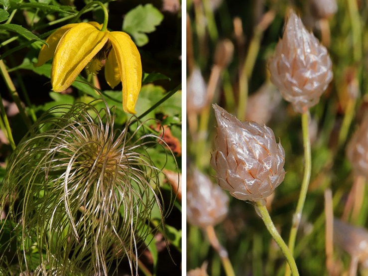 Left: A clematis flower and seed head
Right: Catananche seed heads