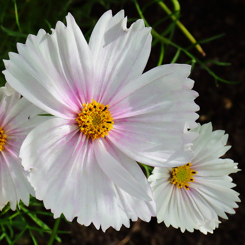 White cosmos flower with a pink-blushed centre.