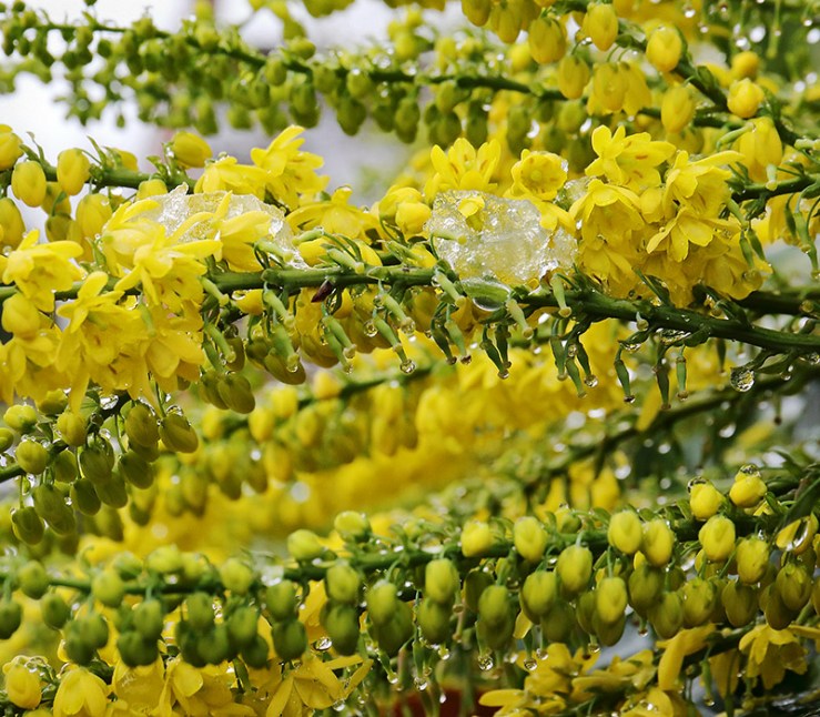 mahonia flowers with melting snow