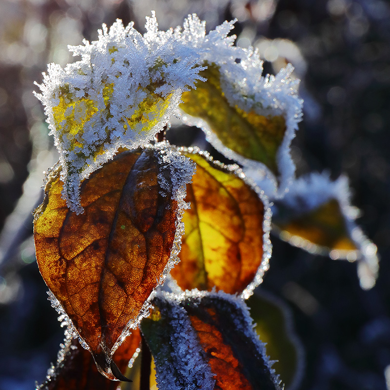 frosted philadelphus leaves