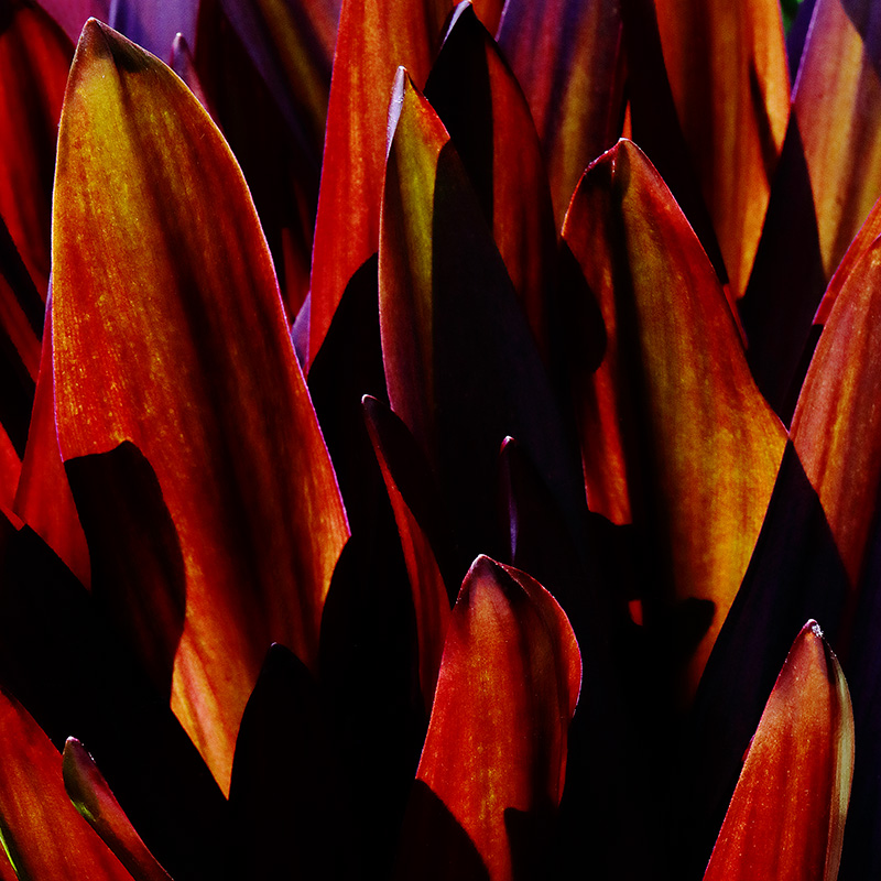 backlit eucomis leaves
