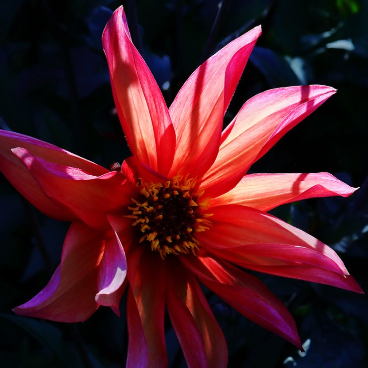 backlit red and orange dahlia flower
