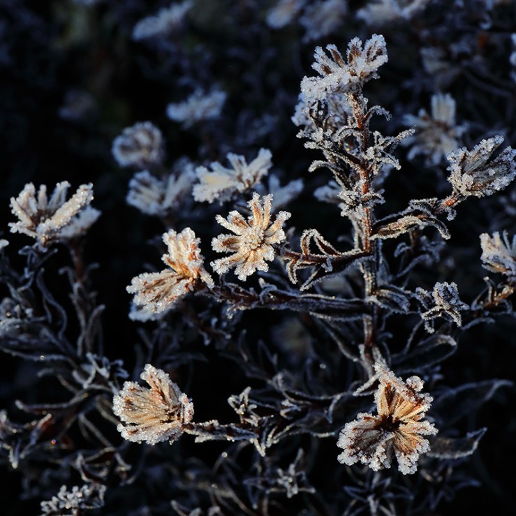 The frosted remains of aster flowers
