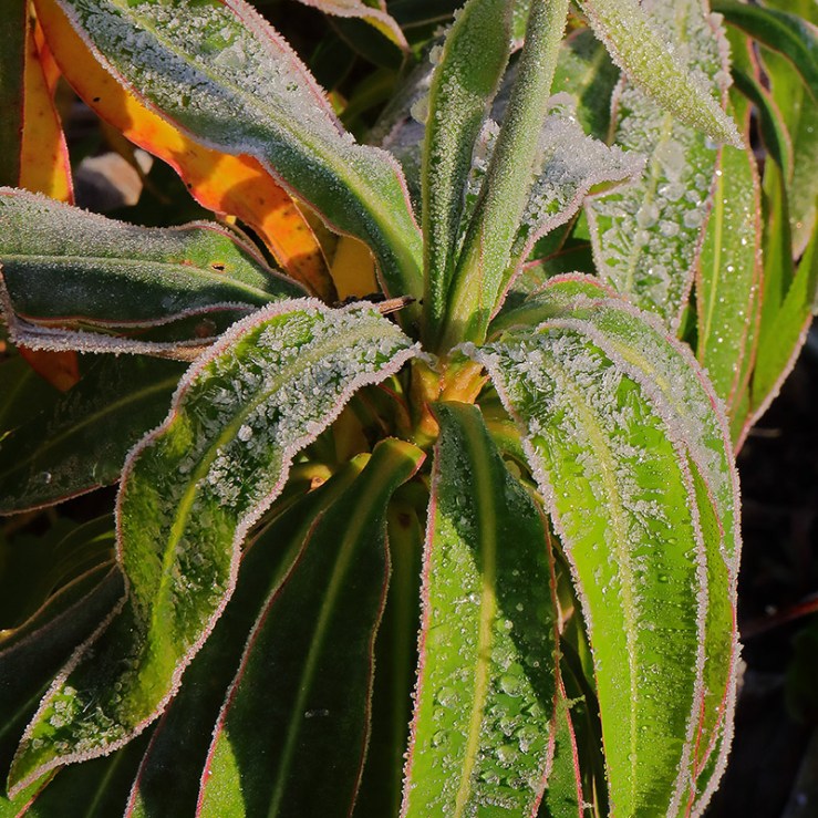 Frosted leaves of Euphorbia mellifera