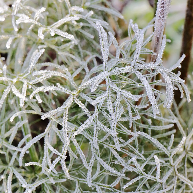Frosted fennel leaves