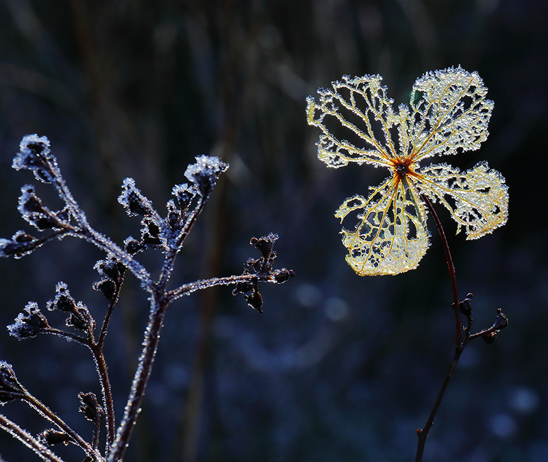 A frosted skeleton of a hydrangea flower