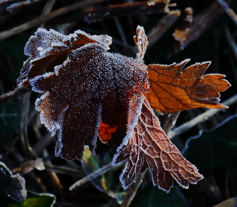 A frosted brown leaf in the garden