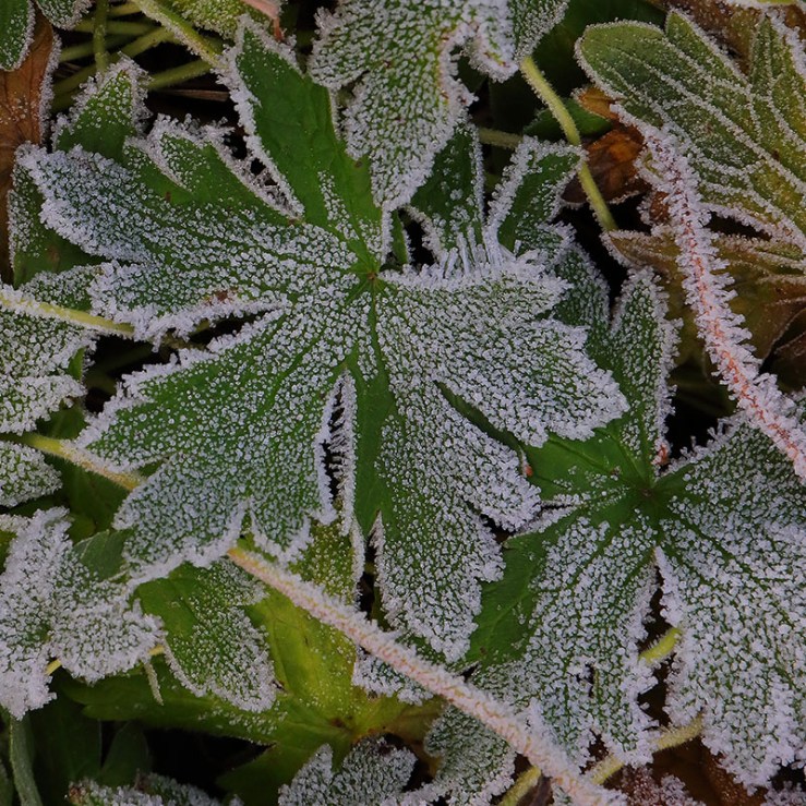 A frosted geranium leaf