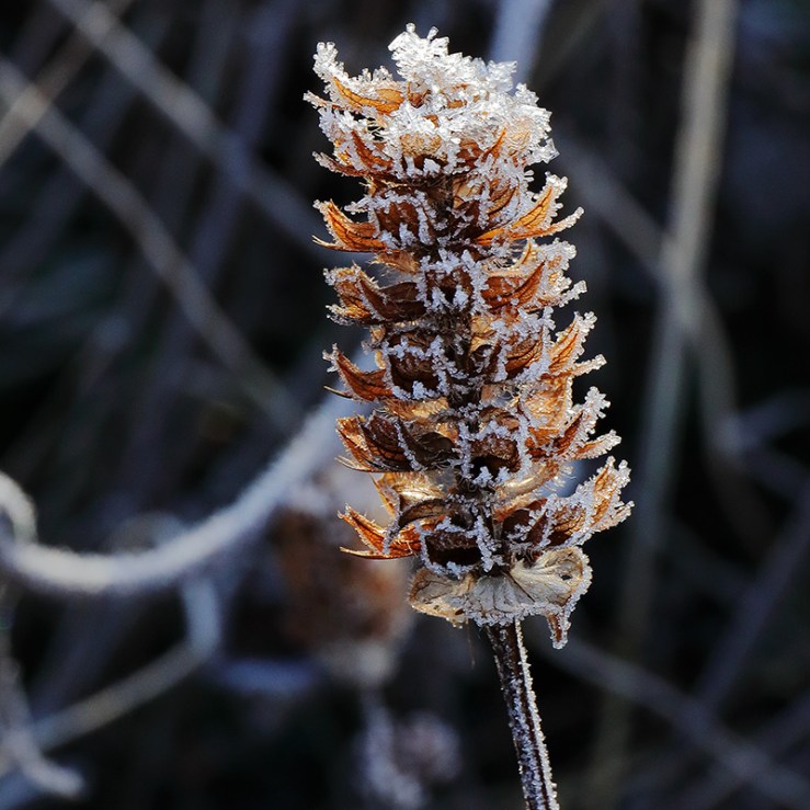 A frosted seed head in the garden