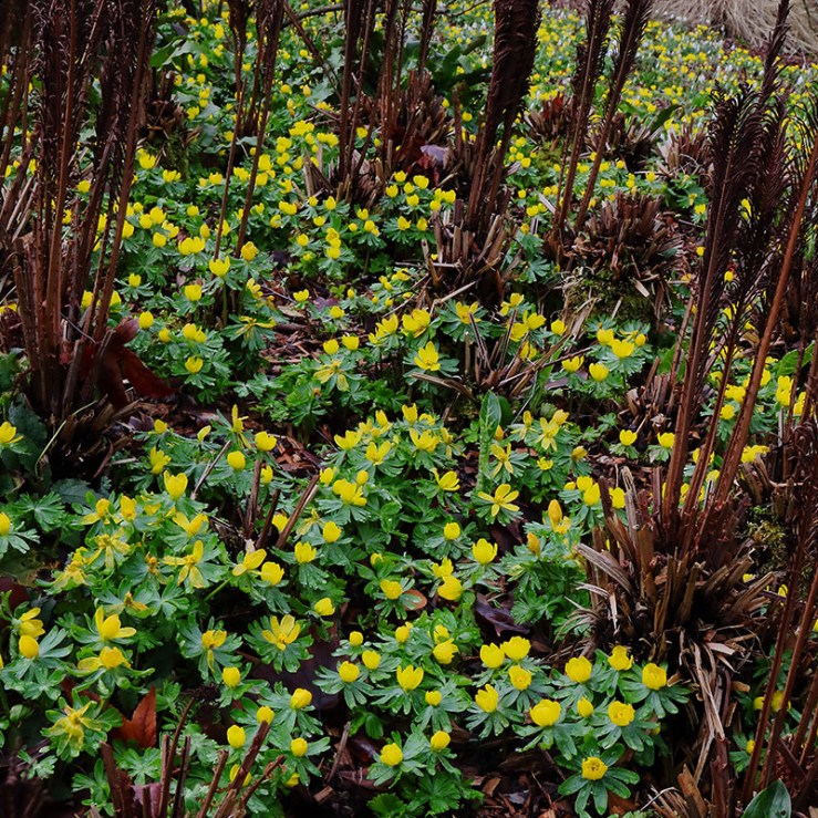 yellow flowers of winter aconite (Eranthis hyemalis)