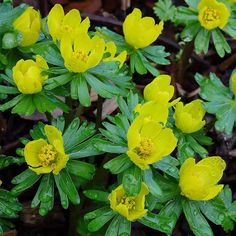 yellow flowers of winter aconite (Eranthis hyemalis)