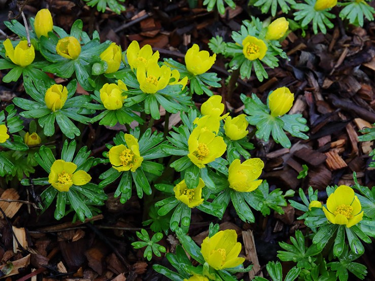 yellow flowers of winter aconite (Eranthis hyemalis)