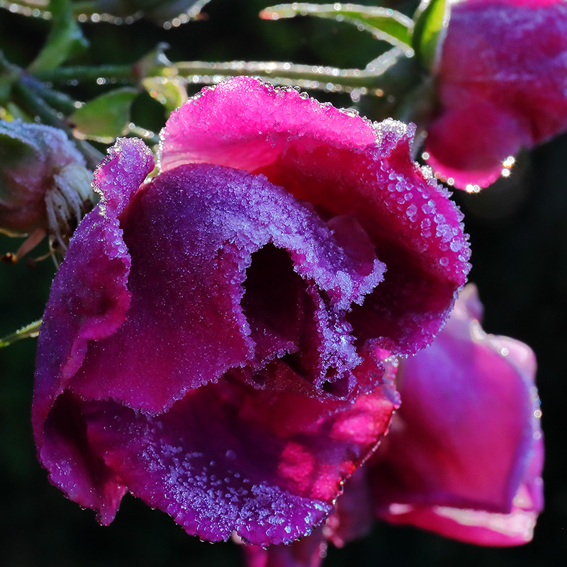 a frost-covered rose