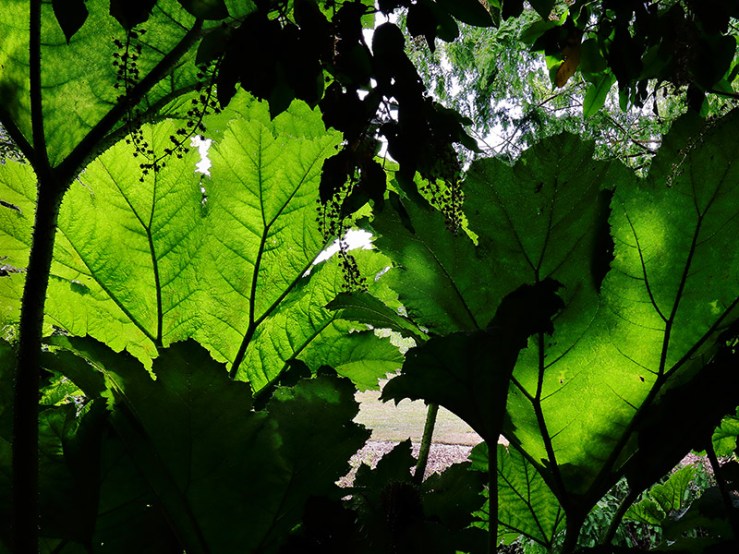 light and shadows on gunnera leaves