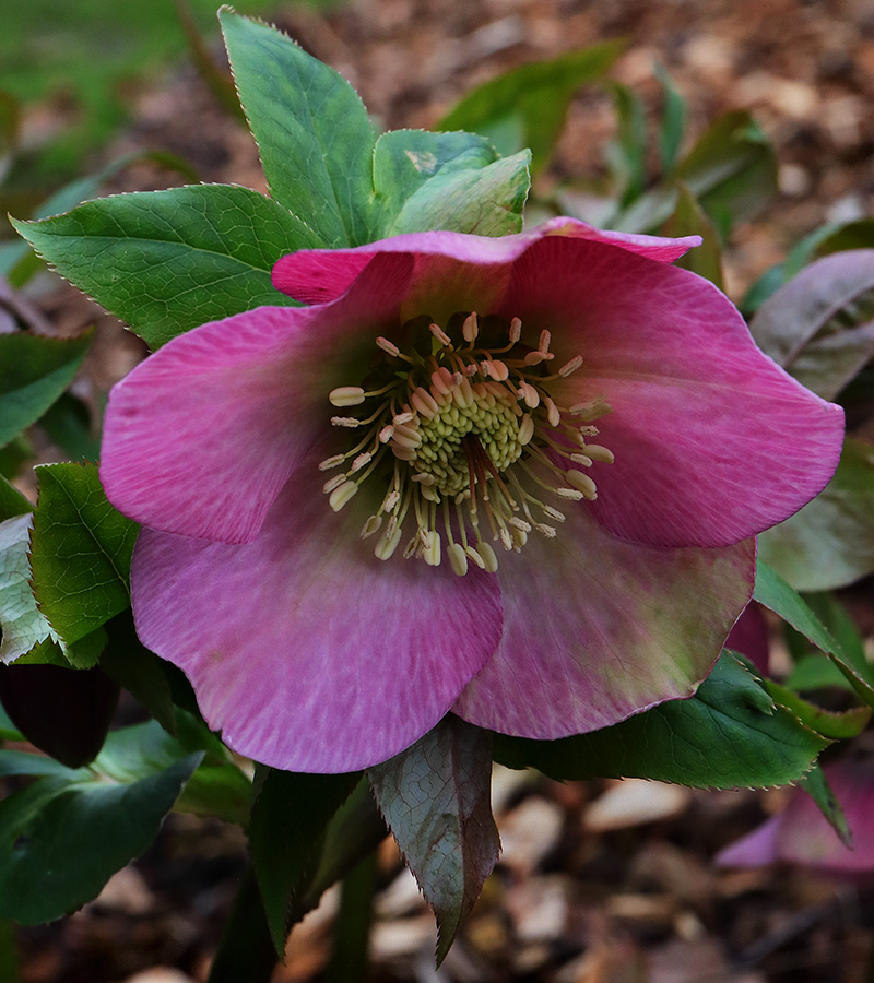 A pink hellebore flower