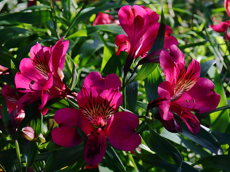 Alstroemeria flowers