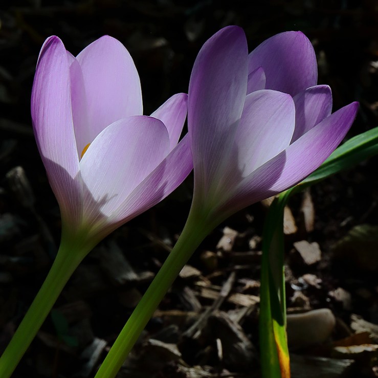 autumn crocuses (Colchicum)