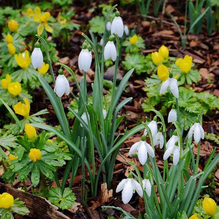 snowdrops and winter aconites