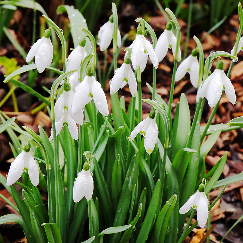 A clump of snowdrops with raindrops on the flowers