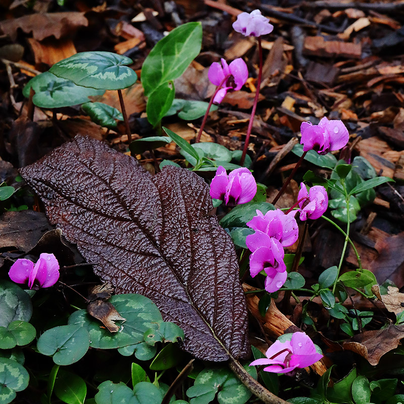 Cyclamen coum