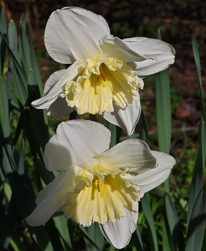 Daffodil 'Ice Follies'