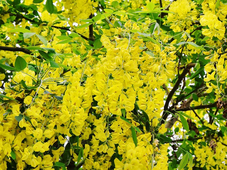 Laburnum tree in blossom