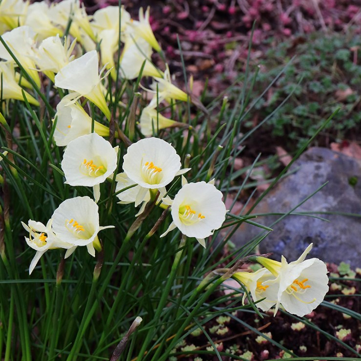 Pale yellow flowers of Narcissus bulbocodium