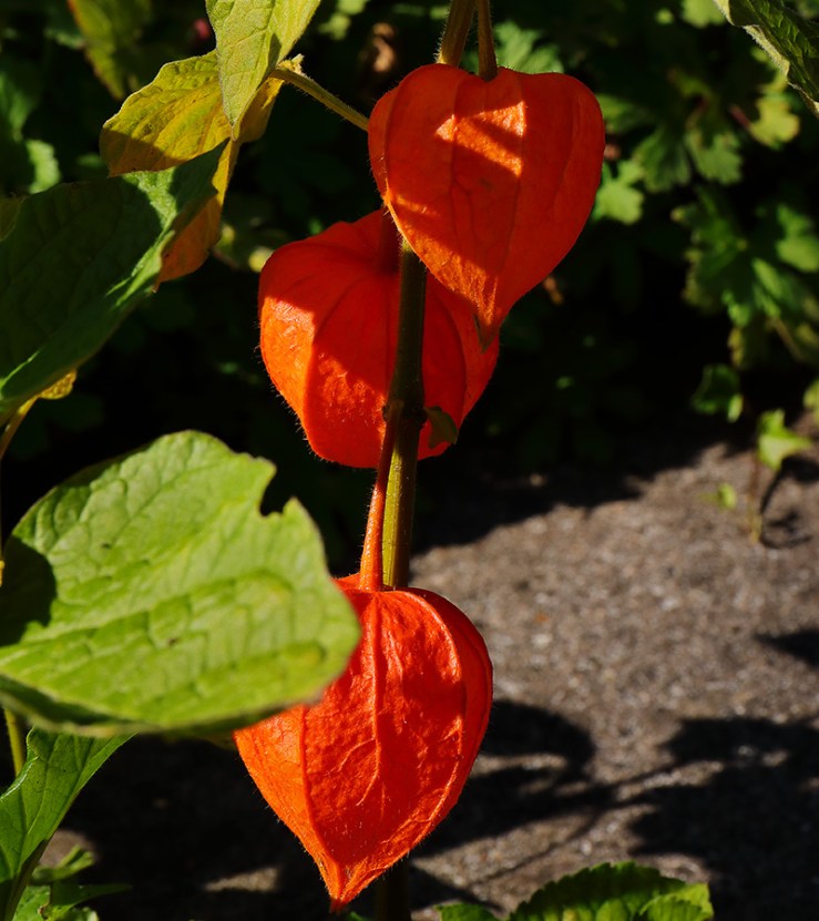 Orange pods of Physalis alkekengi in autumn