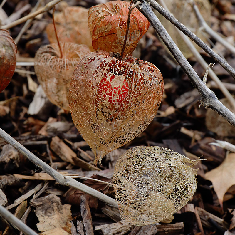 Skeletonised pods of Physalis (Chinese lantern)