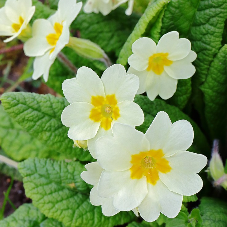 Flowers of Primula vulgaris (wild primrose)