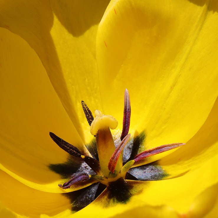 yellow tulip close-up