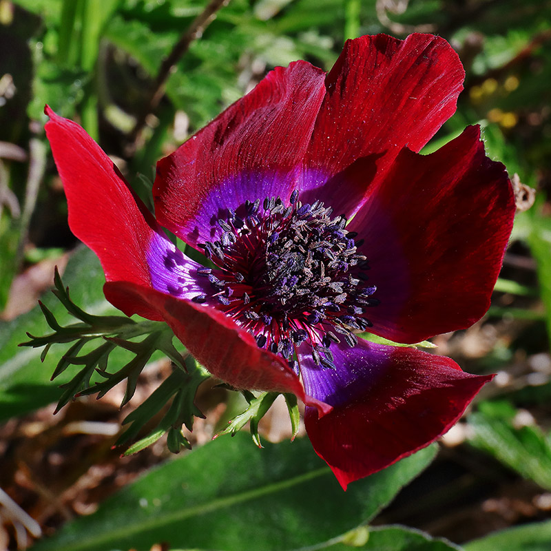 Anemone coronaria 'Bordeaux'