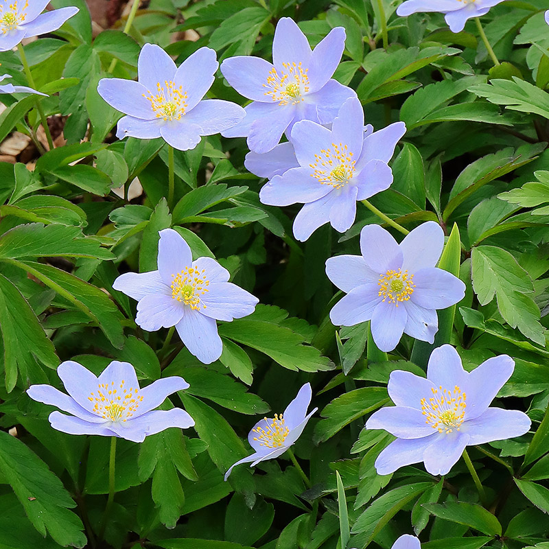 Blue flowers of Anemone nemorosa Allenii