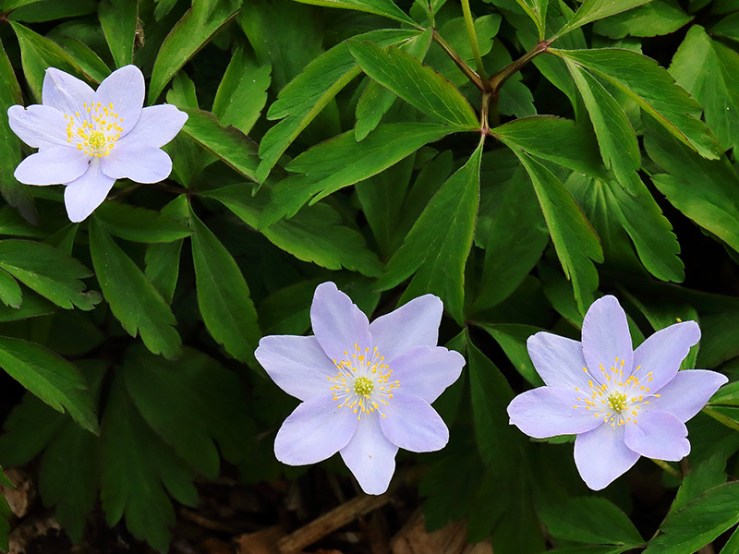 Blue flowers of Anemone nemorosa Allenii
