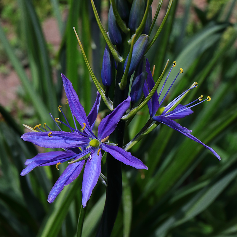Blue flowers of Camassia leichtlinii