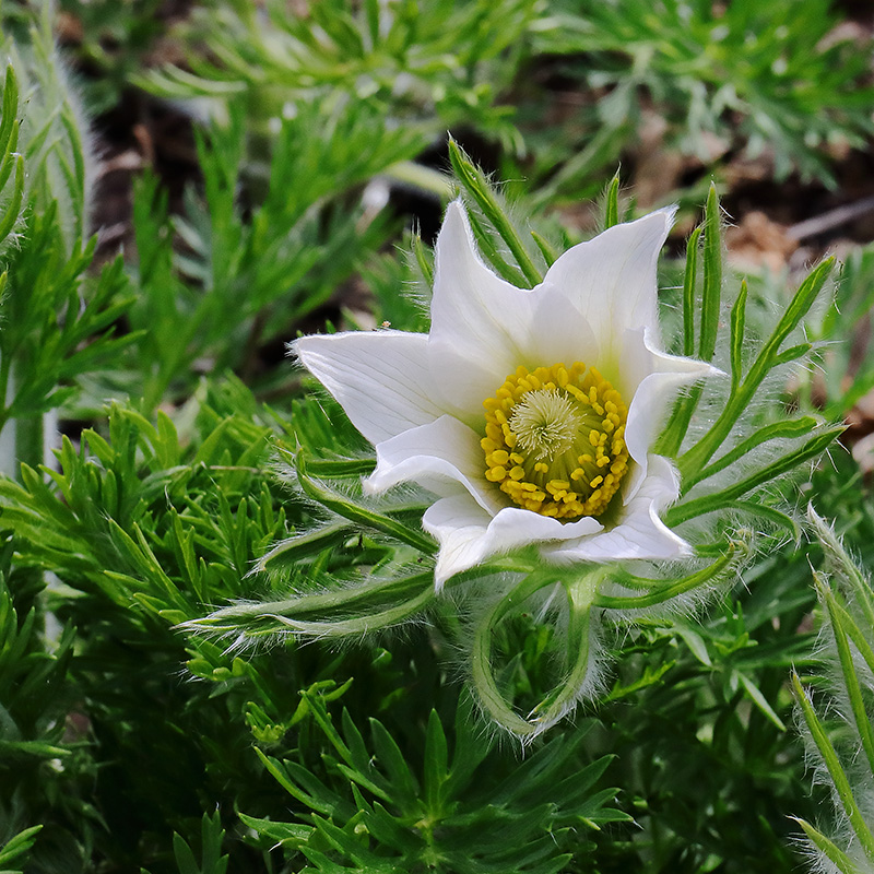 A white flower of Pulsatilla vulgaris 'Alba' (pasqueflower)